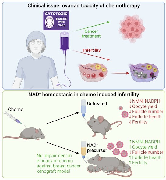 glutathione for fertility female network When to Take Liposomal Glutathione for Maximum Benefits main image 1