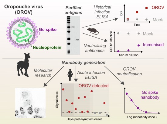 can i take doxycycline with glutathione Protein-based tools for the detection and characterisation of Oropouche  virus infection | EMBO Molecular Medicine