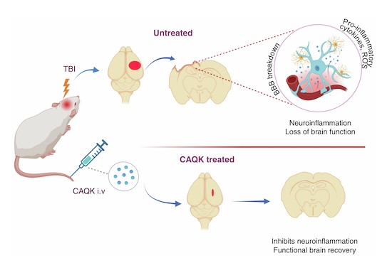 A neuroprotective tetrapeptide for treatment of acute traumatic brain injury  | EMBO Molecular Medicine | Springer Nature Link