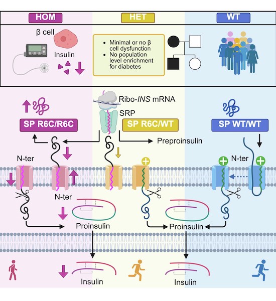 medicare and glp-1 GLP-1 medications for Medicare-aged adults