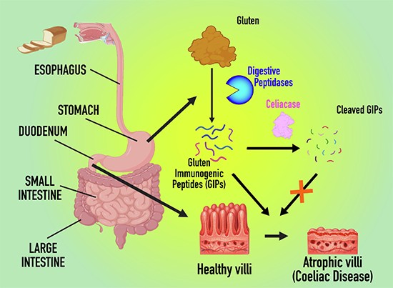 u.s standard pernicious anemia b12 injections MHRA Double standards on vitamin B12 injections