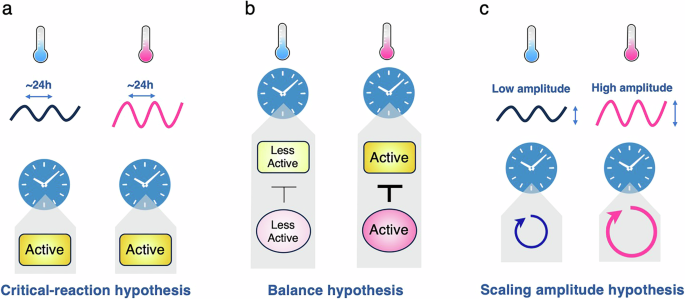 Temperature compensation of the Arabidopsis circadian clock | npj ...