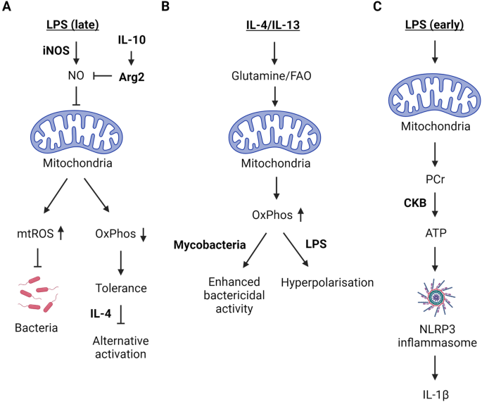 Multifaceted mitochondria in innate immunity | npj Metabolic Health and ...
