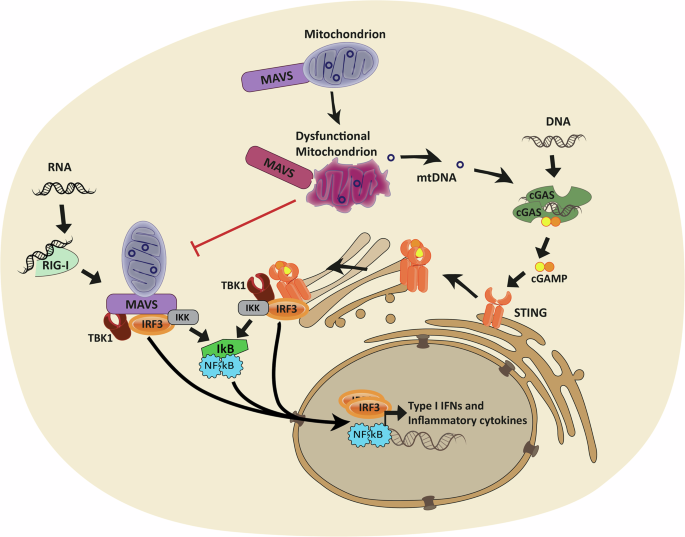 Mitochondrial dysfunction in acute and post-acute phases of COVID 