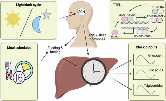 mt-2 melanotan Melanotan 2 (10mg)  Nordsci