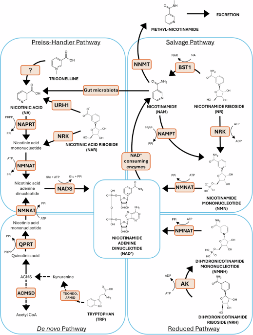 The role of NAD+ metabolism and its modulation of mitochondria in aging and disease The role of NAD+ metabolism and its modulation of mitochondria in aging and disease
