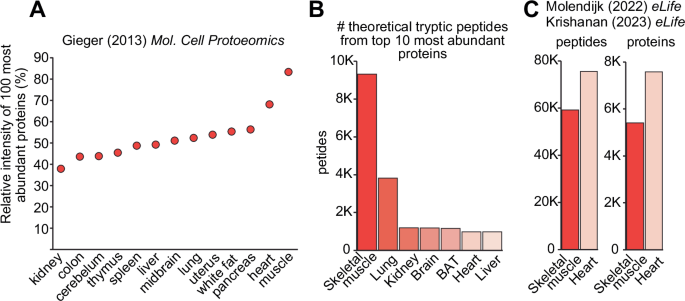Skeletal muscle proteomics: considerations and opportunities