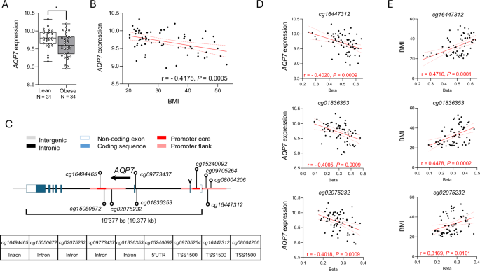 AQP7 deficiency drives adipose tissue remodeling and disrupts homeostasis