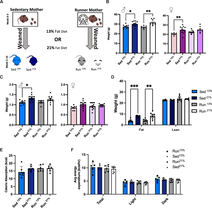 Maternal postpartum sedentary life exacerbates the metabolic impact of moderately fat-rich diet in male mice