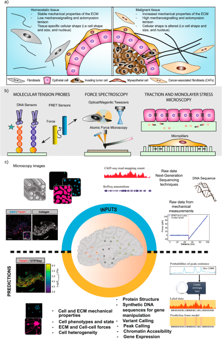 Exploring the intersection of mechanobiology and artificial intelligence