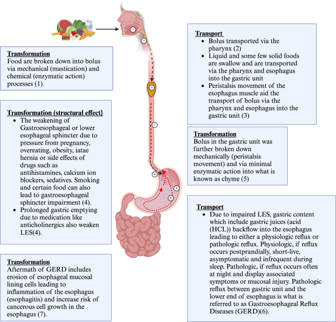 How Long Can a Human Survive Without Solid Food: Shocking Facts Revealed