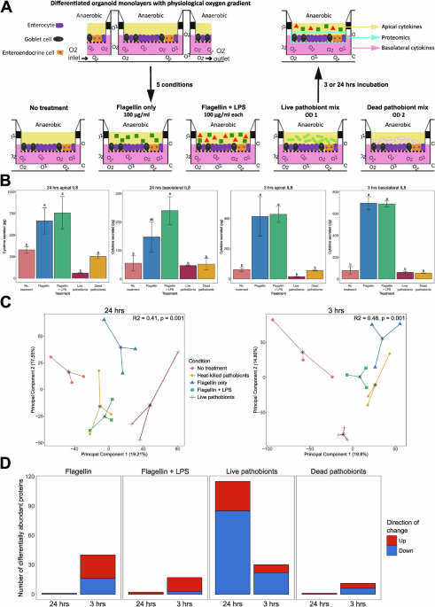 Optimising the induction of inflammation within preterm infant-derived intestinal epithelial organoids - npj Gut and Liver