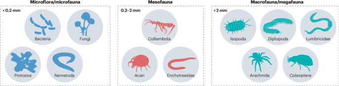 Soil biodiversity effects on ecosystems - Nature Reviews Biodiversity