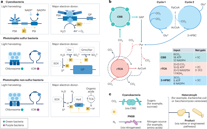 Interfacing solar energy with bacterial metabolism for sustainable chemical synthesis - Nature Reviews Clean Technology