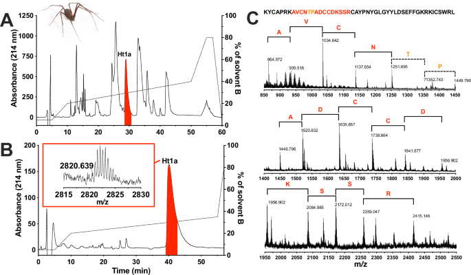 Spider venom peptides Ht1a and Gg1a are toxic to honeybee parasite Varroa destructor by topical application | npj Drug Discovery Spider venom peptides Ht1a and Gg1a are toxic to honeybee parasite Varroa destructor by topical application | npj Drug Discovery