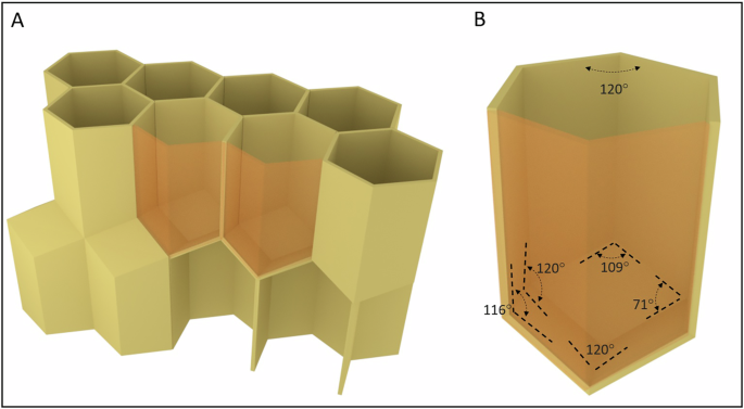 Honeybee comb geometry emerges from local redistribution of angular space by worker construction activity