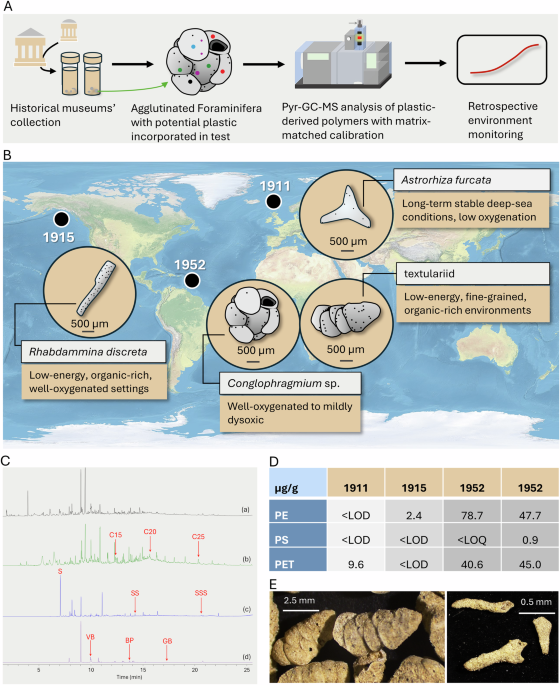 Museum foraminifera archive historical marine plastic pollution - npj Emerging Contaminants