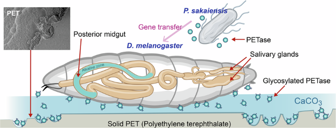 Polyethylene terephthalate degradation by Drosophila melanogaster through heterologous expression of glycosylated polyethylene terephthalate hydrolase (PETase) - Communications Sustainability