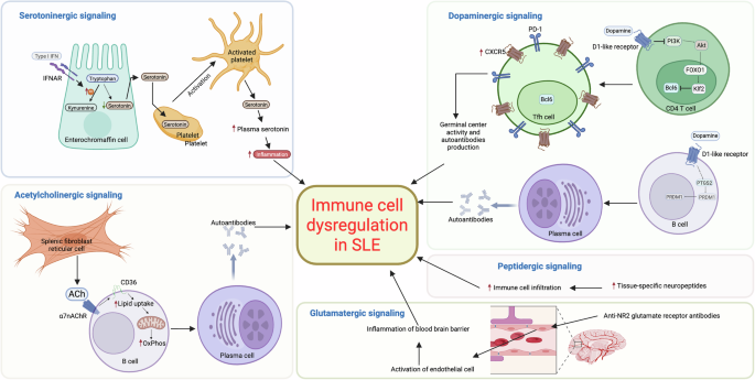 Neurotransmitters as regulators of autoimmunity: mechanisms and translational targeting