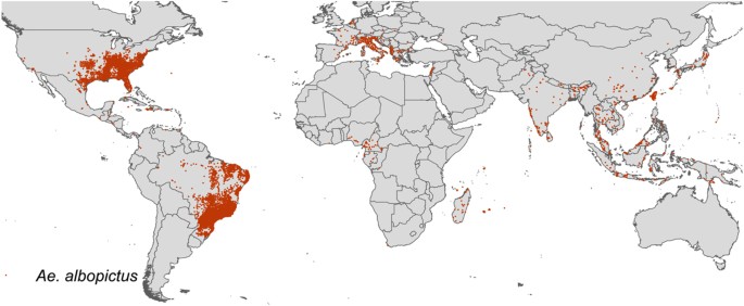 Aedes Aegypti e Albopictus: Infecção Amplificada [Estudo]