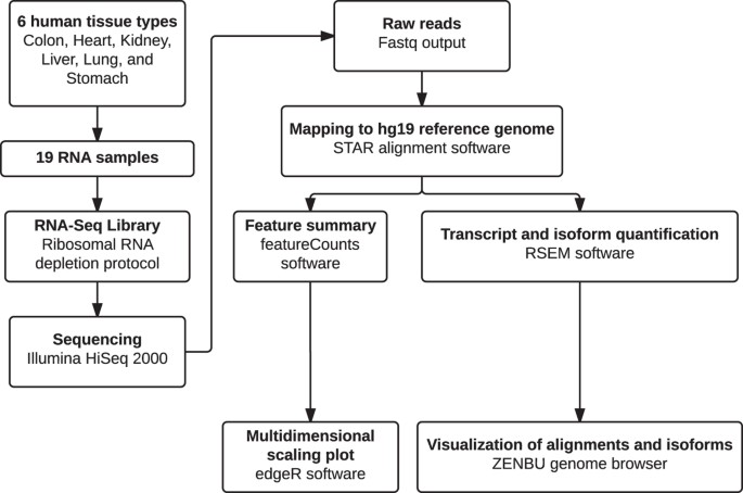 Types Of Rna Chart