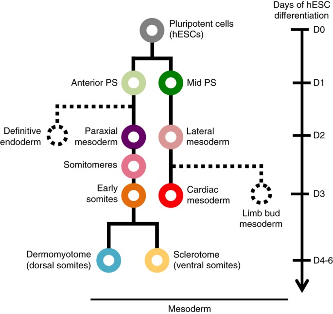 An atlas of transcriptional, chromatin accessibility, and surface marker changes in human mesoderm development | Scientific Data An atlas of transcriptional, chromatin accessibility, and surface marker changes in human mesoderm development | Scientific Data