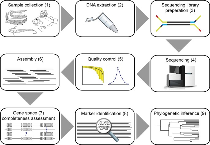 Whole genome sequencing data and de novo draft assemblies for 66 teleost  species