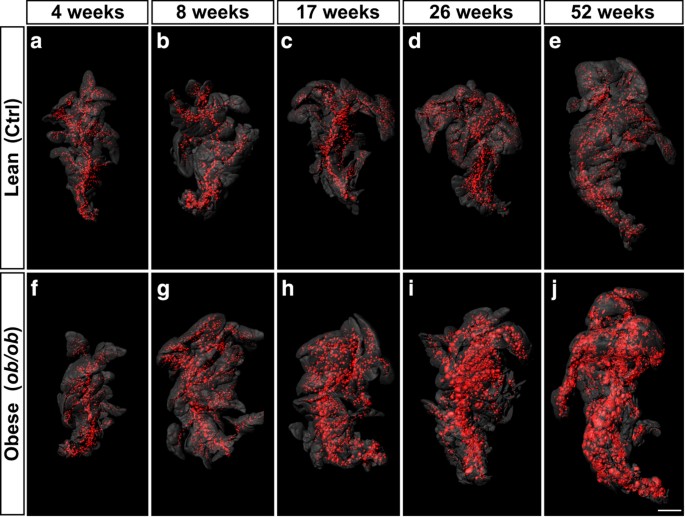 Spatial And Quantitative Datasets Of The Pancreatic B Cell Mass Distribution In Lean And Obese Mice Scientific Data