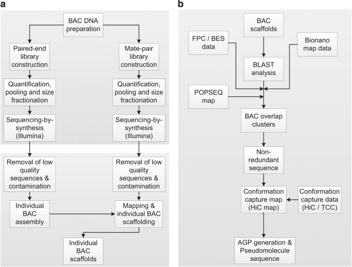 Construction Of A Map Based Reference Genome Sequence For Barley Hordeum Vulgare L Scientific Data