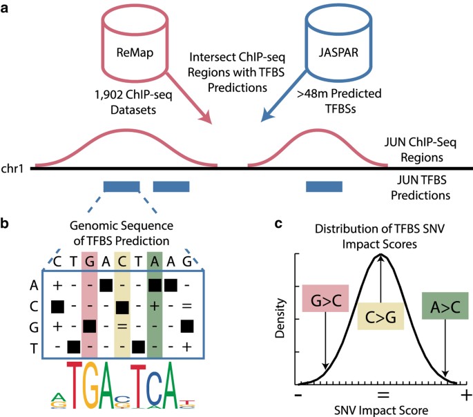 Manta2 Update Of The Mongo Database For The Analysis Of Transcription Factor Binding Site Alterations Scientific Data