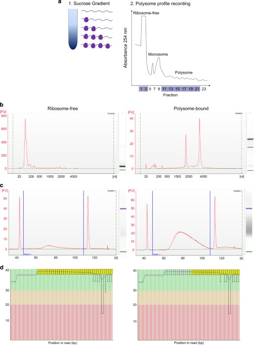 Polysome Fractionation & Analysis: Mammalian Translatomes On Genome-Wide  Scale l Protocol Preview 