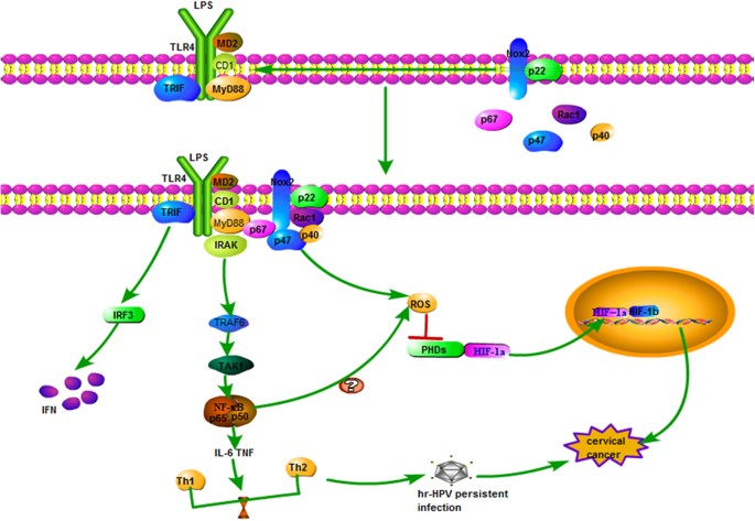 hpv virus cancer cells)