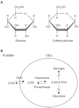 Evaluation Of 2 Deoxy D Glucose As A Chemotherapeutic Agent Mechanism Of Cell Death British Journal Of Cancer