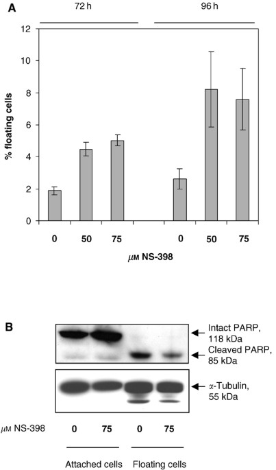 Increased nf-κb dna binding but not transcriptional activity during apoptosis induced by the cox-2-selective inhibitor ns-398 in colorectal carcinoma 