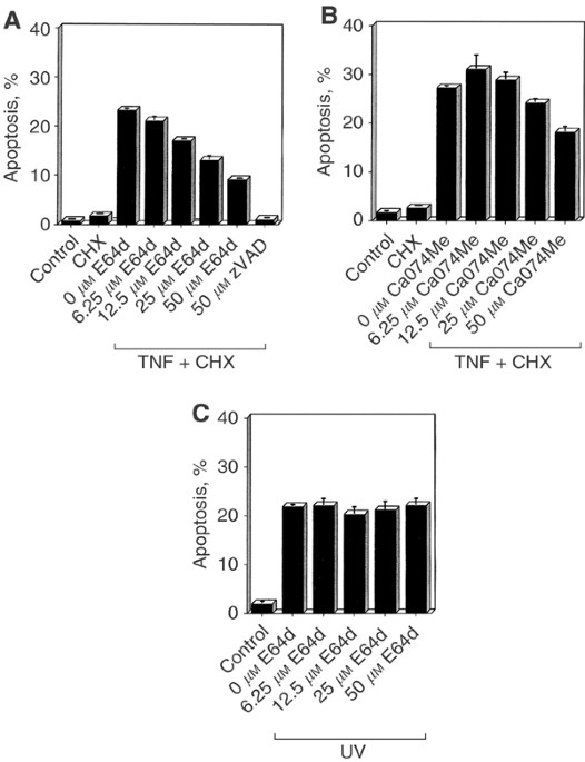 Cathepsin-b and cathepsin-l expression levels do not correlate with sensitivity of tumour cells to tnf-α-mediated apoptosis