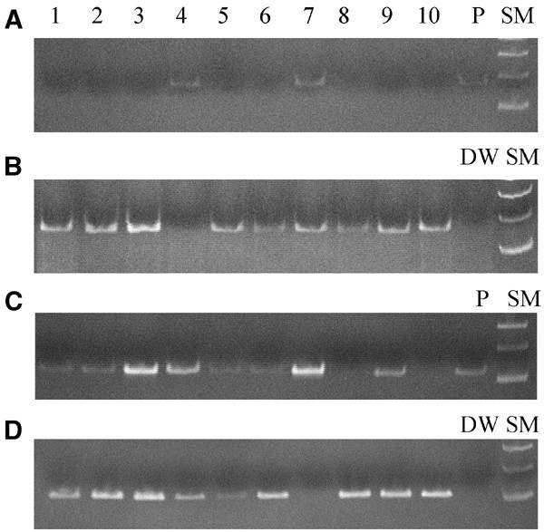 Demethylation Of Mage Promoters During Gastric Cancer Progression British Journal Of Cancer