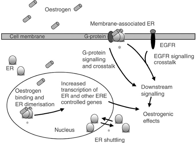 Fulvestrant An Oestrogen Receptor Antagonist With A Novel Mechanism Of Action British Journal Of Cancer