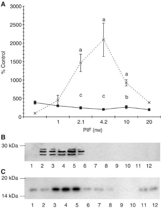 Role of protein kinase c and nf-κb in proteolysis-inducing factor-induced proteasome expression in c2c12 myotubes