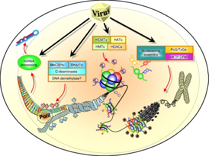 Host epigenetic modifications by oncogenic viruses | British Journal of Cancer Host epigenetic modifications by oncogenic viruses | British Journal of Cancer