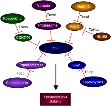 Updates on p53: modulation of p53 degradation as a therapeutic approach