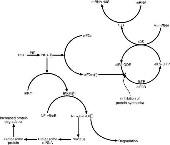Increased expression of phosphorylated forms of rna-dependent protein kinase and eukaryotic initiation factor 2α may signal skeletal muscle atrophy in weight-losing cancer patients
