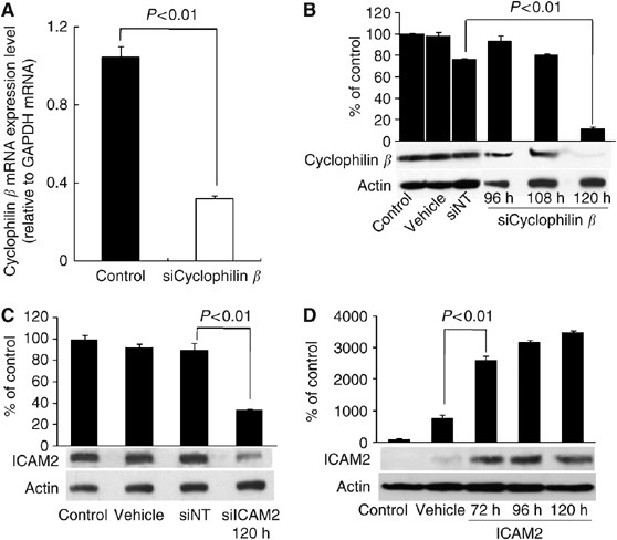 Inhibition of icam2 induces radiosensitisation in oral squamous cell carcinoma cells