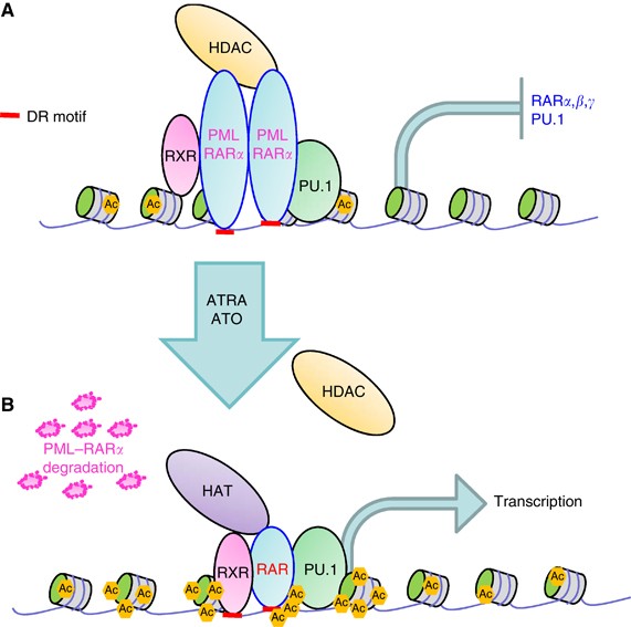 Genome Wide Functions Of Pml Rar A In Acute Promyelocytic Leukaemia British Journal Of Cancer