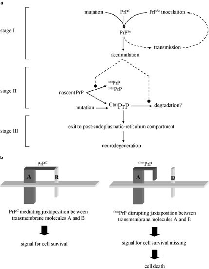 Pathogenesis Of Prion Diseases: A Progress Report | Cell Death ...