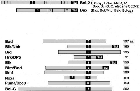Keeping Killers On A Tight Leash Transcriptional And Post Translational Control Of The Pro Apoptotic Activity Of Bh3 Only Proteins Cell Death Differentiation