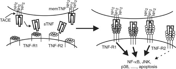 Tumor Necrosis Factor Signaling Cell Death Differentiation