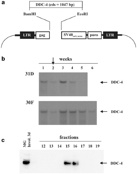 Role Of Ddc 4 Sfrp 4 A Secreted Frizzled Related Protein At The Onset Of Apoptosis In Mammary Involution Cell Death Differentiation Role Of Ddc 4 Sfrp 4 A Secreted Frizzled Related Protein At The Onset Of Apoptosis In Mammary Involution Cell Death Differentiation