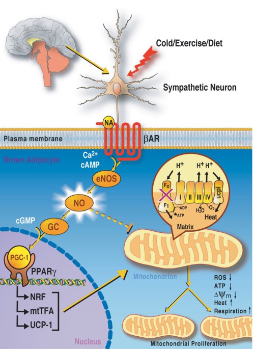 Nitric oxide signaling regulates mitochondrial number and function