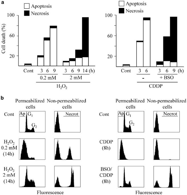 glutathione and apoptosis The selection between apoptosis and necrosis is differentially regulated in hydrogen peroxide-treated and glutathione-depleted human promonocytic cells