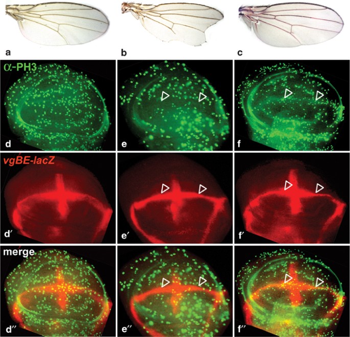 The Drosophila Wing Differentiation Factor Vestigial Scalloped Is Required For Cell Proliferation And Cell Survival At The Dorso Ventral Boundary Of The Wing Imaginal Disc Cell Death Differentiation The Drosophila Wing Differentiation Factor Vestigial Scalloped Is Required For Cell Proliferation And Cell Survival At The Dorso Ventral Boundary Of The Wing Imaginal Disc Cell Death Differentiation